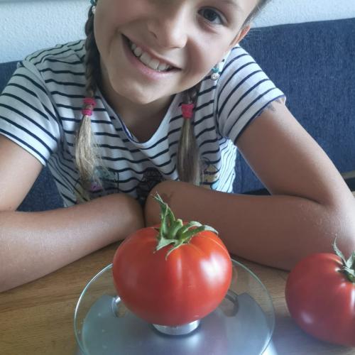 Tomatenwettbewerb_6