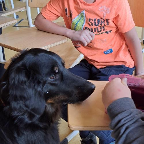Hundeworkshop_2
