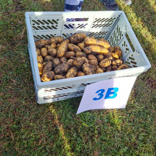 Kartoffelernte 3a_2
