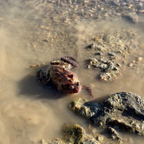 Frosch-Rettung