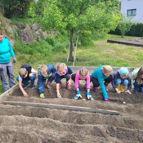 Kinder beim Kartoffelsetzen 2b